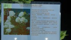 Гортензия.