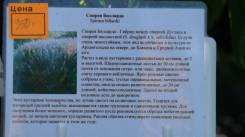 Спирея.