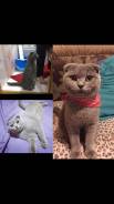 Шотландская вислоухая кошка.