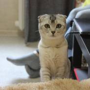 Шотландская вислоухая короткошерстная кошка.