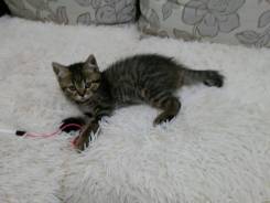 Британская кошка.