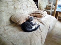 Кошки.
