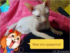 Сфинкс.