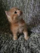 Кошки.