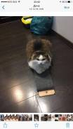 Кошки.