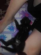 Кошки.