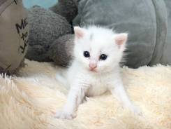 Кошки.