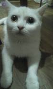 Британская кошка.