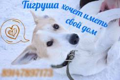 Собаки.