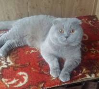 Шотландская вислоухая короткошерстная кошка.