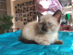 Шотландская прямоухая кошка.