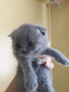 Шотландская кошка.