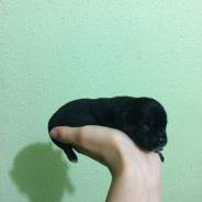 Собаки.