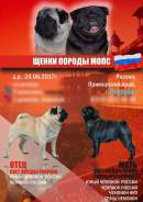 Мопс.