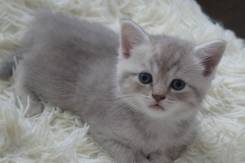 Шотландская прямоухая кошка.