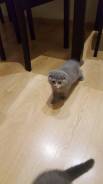 Шотландская кошка.