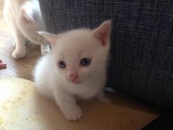 Шотландская прямоухая кошка.