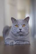 Шотландская прямоухая короткошерстная кошка.