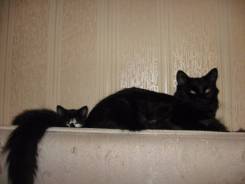 Кошки.