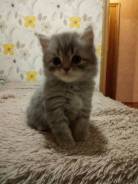 Продам шотландских котят, скотиш страйт