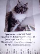 Кошки.