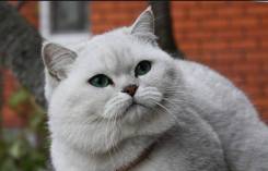 Вязка кошек.