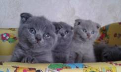 Британская кошка.