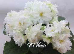 Сенполия.