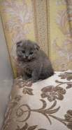 Британская кошка.