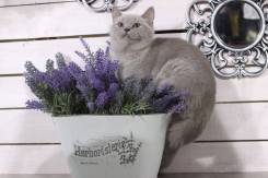 Британская кошка.