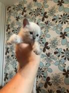 Тайская кошка.