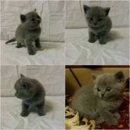 Шотландская прямоухая кошка.