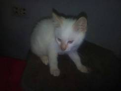 Продам котенка колор-пойнт