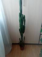 Кактус.