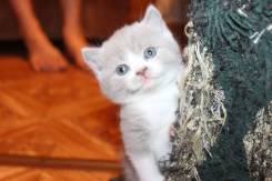 Британская кошка.