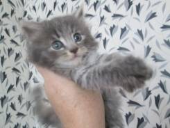 Шотландская прямоухая длинношерстная кошка.