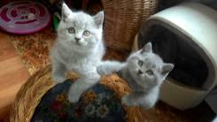 Британская короткошерстная кошка.