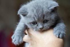 Шотландская вислоухая кошка.