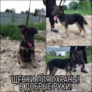Собаки.
