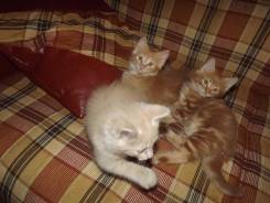 Кошки.