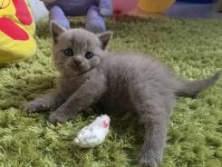 Шотландская кошка.
