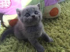 Шотландская кошка.