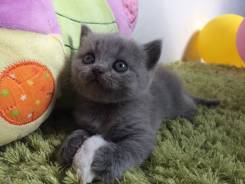 Шотландская кошка.