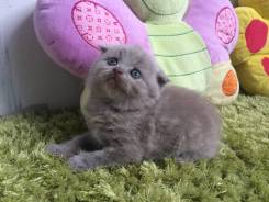 Шотландская кошка.