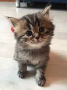 Шотландская кошка.