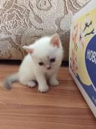 Британская кошка.