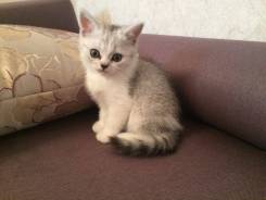 Британская кошка.