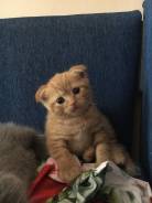 Шотландская кошка.
