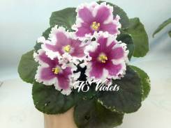 Сенполия.