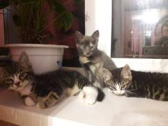 Отдам котят